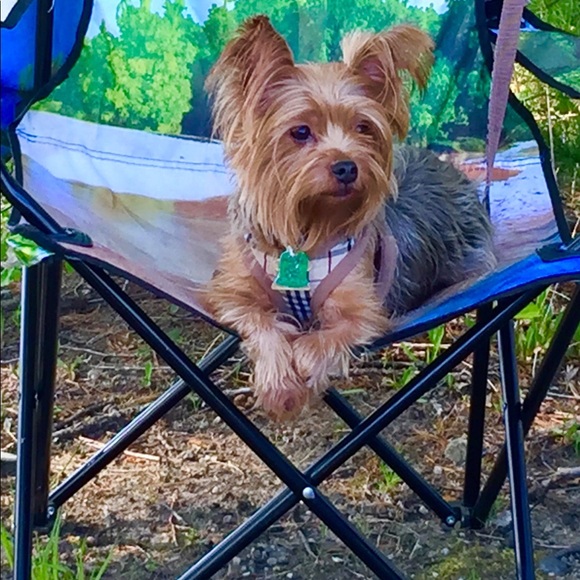 My Little  fur baby XHUY........ 🐾🐾❤️❤️🐾🐾🐾❤️ - Picture 14 of 16